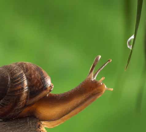 Geschichte der Schnecke