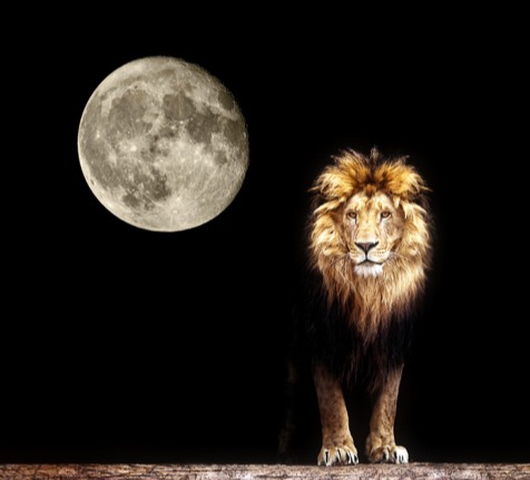 Löwe mit Vollmond
